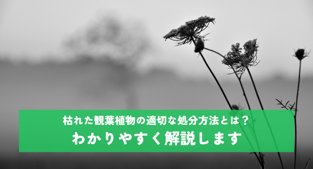 枯れた観葉植物の適切な処分方法とは？わかりやすく解説します